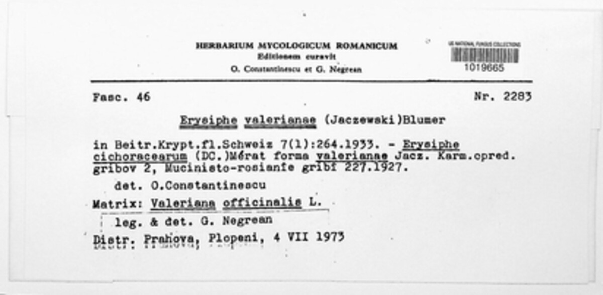Golovinomyces valerianae image